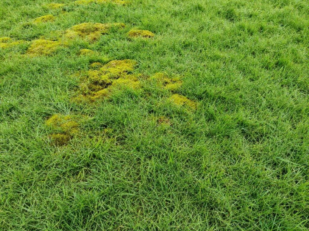 Patch of lawn covered with green moss growth.