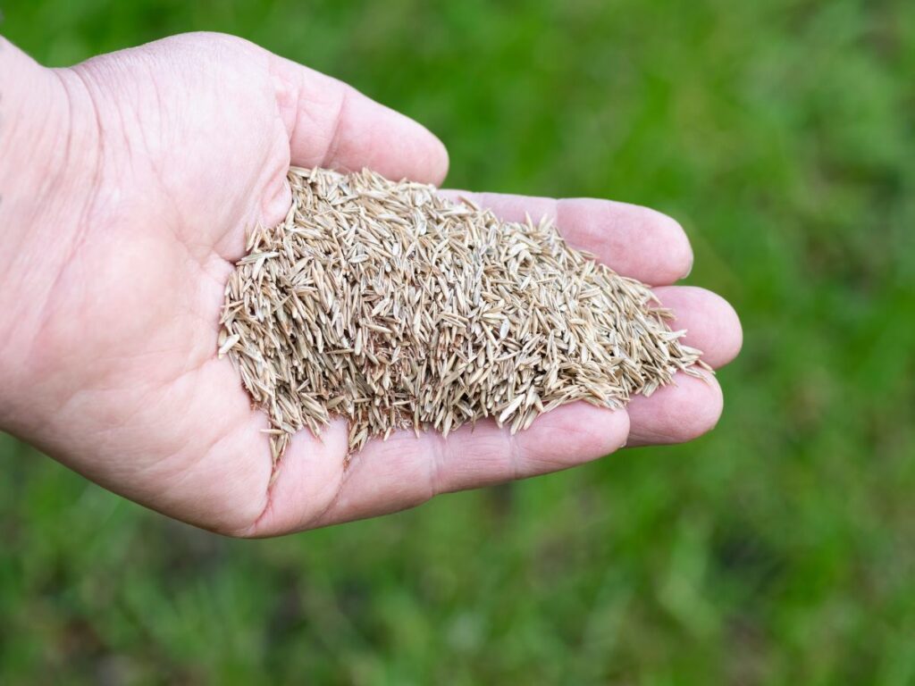 Hand holding grass seed for lawn overseeding.