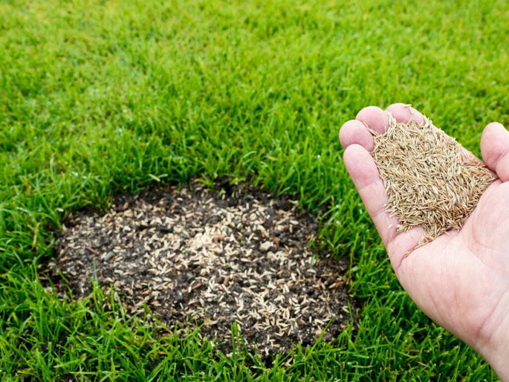 Hand spreading grass seed over a bare lawn patch.