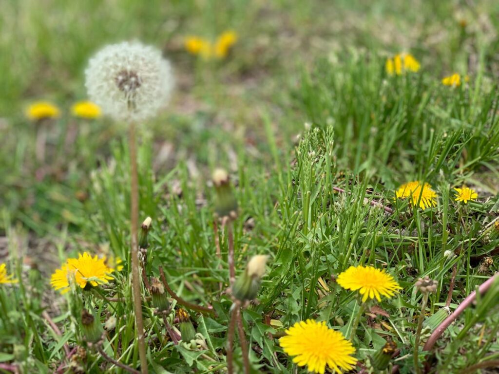Dandelions and weeds growing through a lawn.