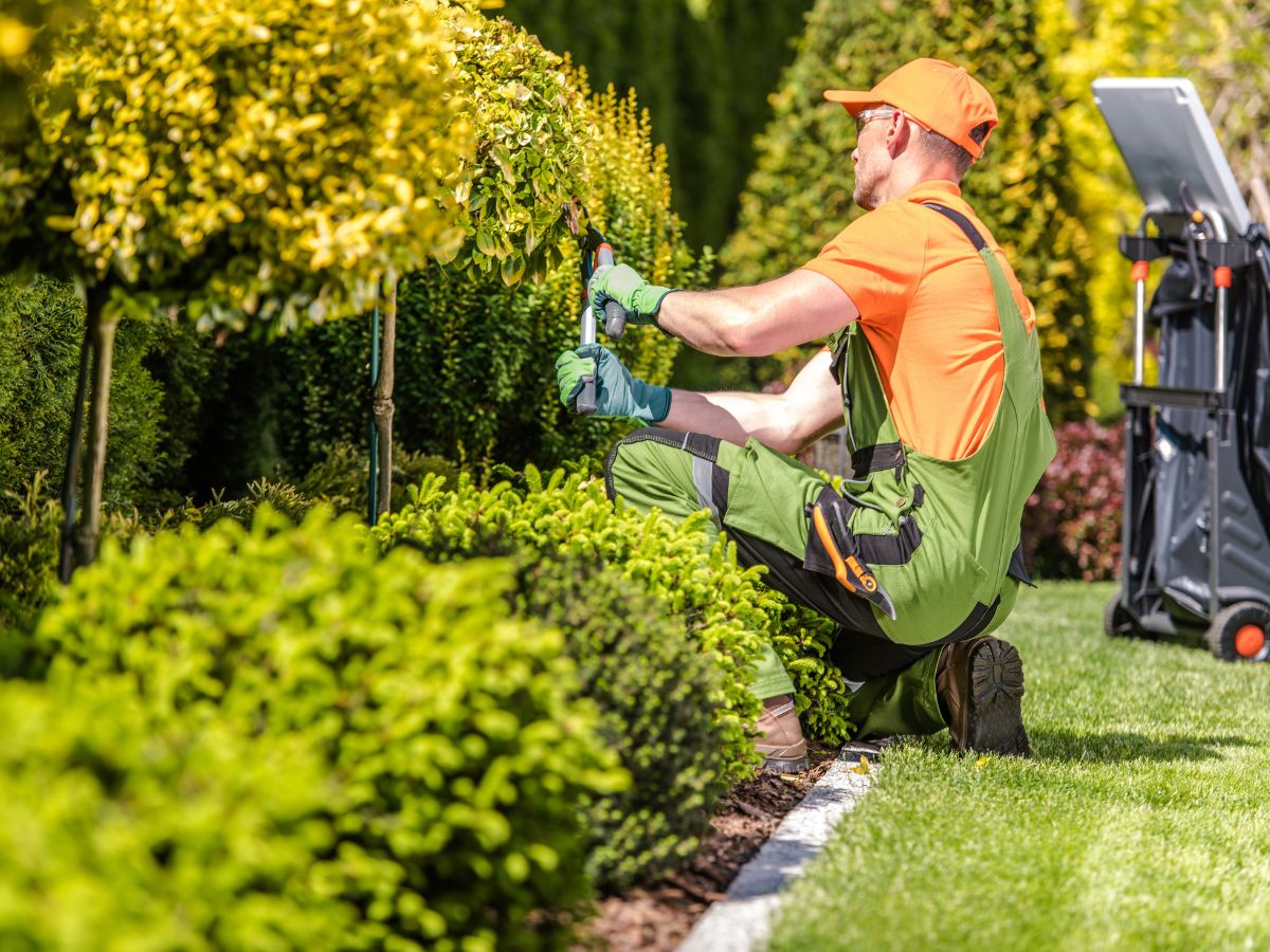 Landscaper pruning shrubs along a garden border.