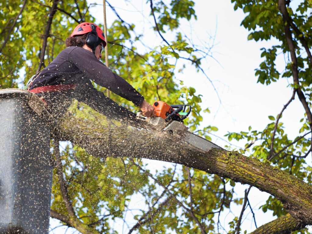 Tree worker cutting a large branch with a chainsaw.