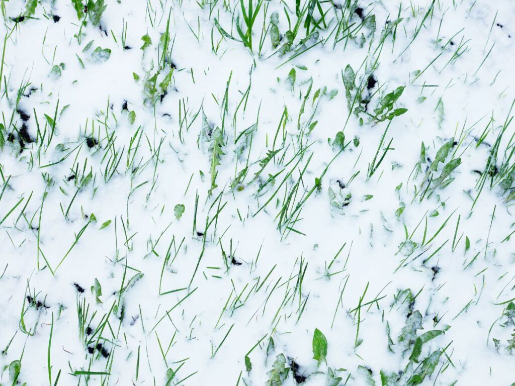 Snow-covered lawn with grass and weeds still visible through the frost.