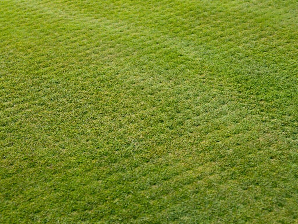 Close-up of a healthy green lawn surface.
