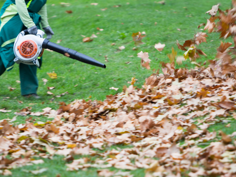 seasonal lawn cleanup